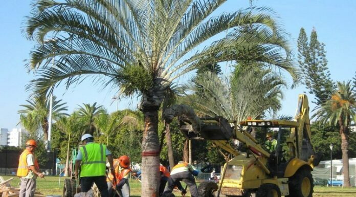 Manage Your Overgrown Trees with Professional Help Overgrown Trees with Professional Help