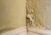 Who Can Help You with Damp in Your House? Damp
