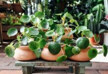Benefits Of Money Plants And Tips To Take Care Of It Money Plants