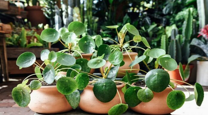Benefits Of Money Plants And Tips To Take Care Of It Money Plants