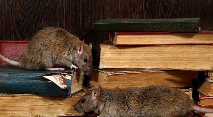 Common Signs Of Rodent Infestation In Your House Rodent Infestation