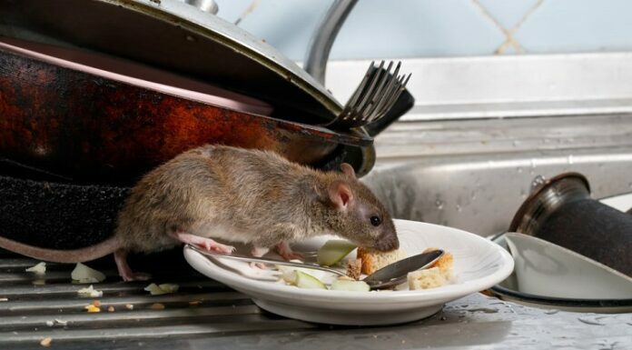 Why Rodents Are Harmful Rodents