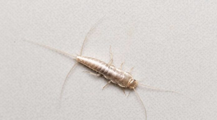5 Facts You Must Know About Silverfish and How to Get Rid of Them Silverfish