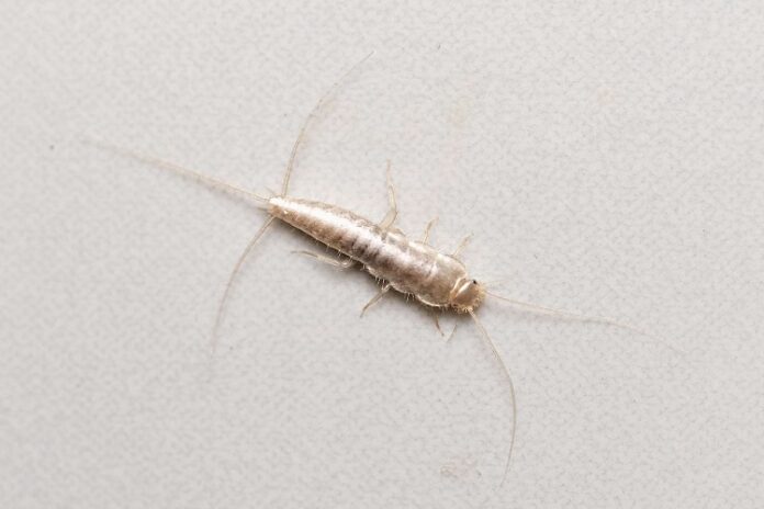Silverfish Silverfish