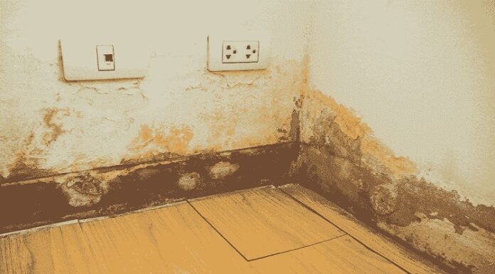 How Water Damage Can Cause Pest Infestations Water Damage