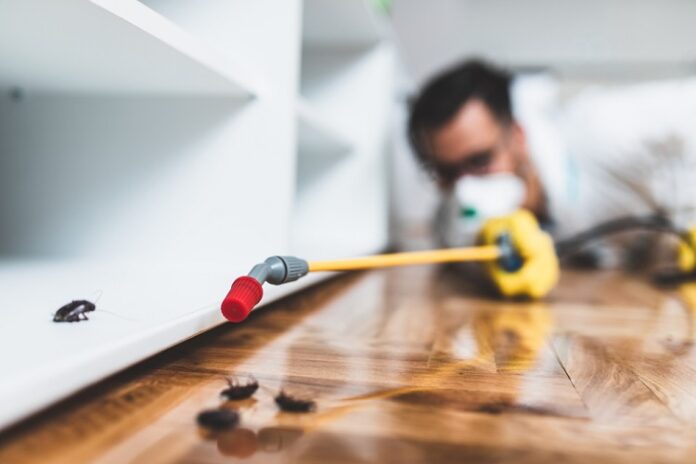 pest control pest control