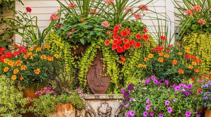 Transform Your Space: The Top Advantages Of Using Plant Containers Plant Containers