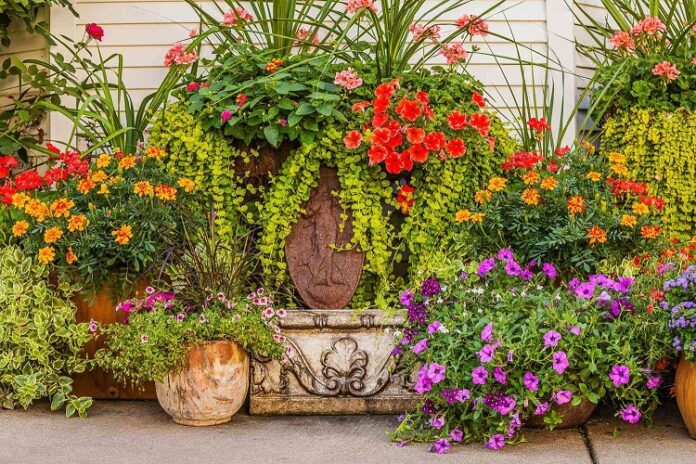 Plant Containers Plant Containers
