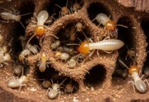 Can Termites Harm Pets in Portland? Termites